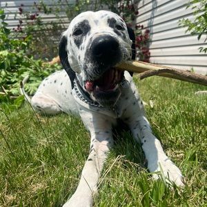 Meet your Posher, Austin